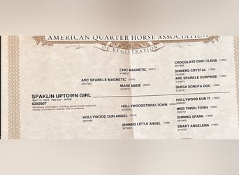 American Quarter Horse, Mare, 2 years, 14.3 hh, Red Dun