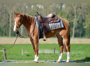 American Quarter Horse, Mare, 2 years, 14.3 hh, Red Dun