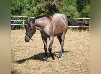 American Quarter Horse, Mare, 2 years, 14.3 hh, Roan-Blue