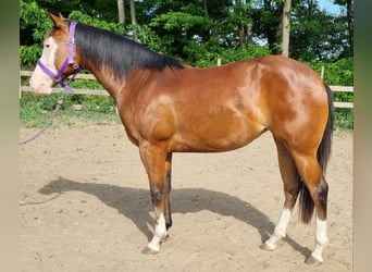 American Quarter Horse, Mare, 2 years, 14 hh, Bay