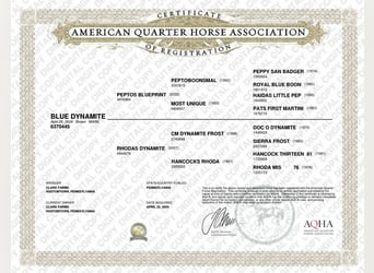 American Quarter Horse, Mare, 2 years, 14 hh, Brown