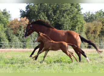 American Quarter Horse, Mare, 2 years, 14 hh, Champagne