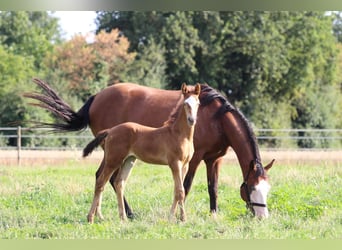 American Quarter Horse, Mare, 2 years, 14 hh, Champagne