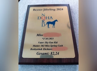 American Quarter Horse, Mare, 2 years, 14 hh, Chestnut-Red