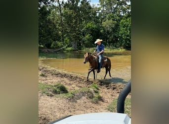 American Quarter Horse, Mare, 2 years, 14 hh, Chestnut