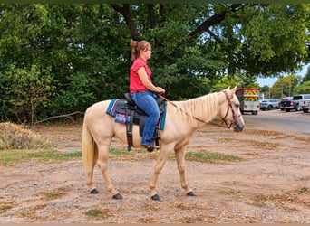 American Quarter Horse, Mare, 2 years, 14 hh, Palomino
