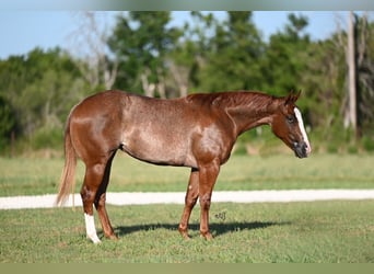 American Quarter Horse, Mare, 2 years, 14 hh, Roan-Red