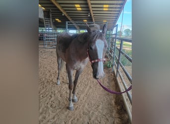American Quarter Horse, Mare, 2 years, 14 hh, Roan-Red