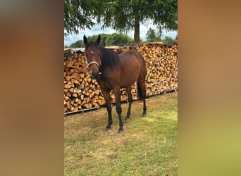 American Quarter Horse Mix, Mare, 2 years, 14,1 hh, Brown