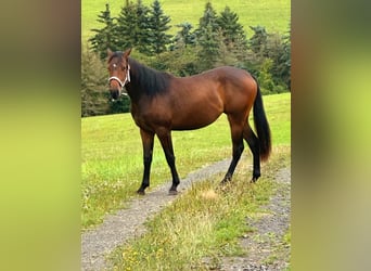 American Quarter Horse Mix, Mare, 2 years, 14,1 hh, Brown