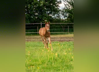 American Quarter Horse, Mare, 2 years, 14,1 hh, Chestnut