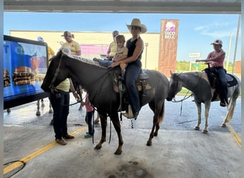 American Quarter Horse, Mare, 2 years, 14,1 hh, Roan-Red