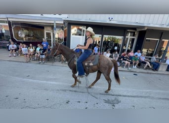 American Quarter Horse, Mare, 2 years, 14,1 hh, Roan-Red