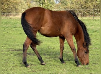 American Quarter Horse, Mare, 2 years, 14,2 hh, Brown