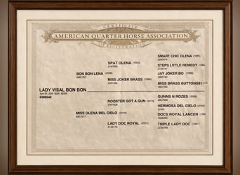 American Quarter Horse, Mare, 2 years, 14,2 hh, Chestnut-Red