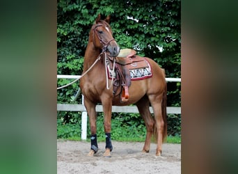 American Quarter Horse, Mare, 2 years, 14,2 hh, Chestnut