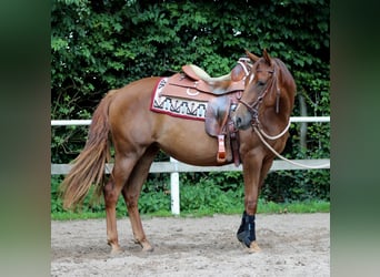 American Quarter Horse, Mare, 2 years, 14,2 hh, Chestnut