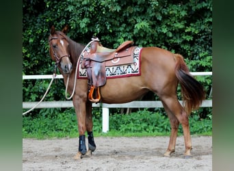 American Quarter Horse, Mare, 2 years, 14,2 hh, Chestnut