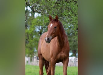 American Quarter Horse, Mare, 2 years, 14,2 hh, Chestnut