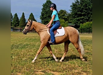 American Quarter Horse, Mare, 2 years, 14,2 hh, Palomino