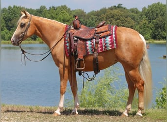 American Quarter Horse, Mare, 2 years, 14,2 hh, Palomino
