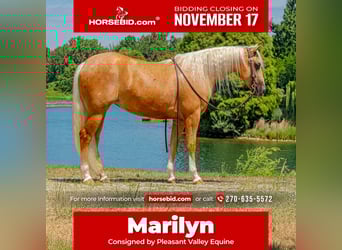 American Quarter Horse, Mare, 2 years, 14,2 hh, Palomino