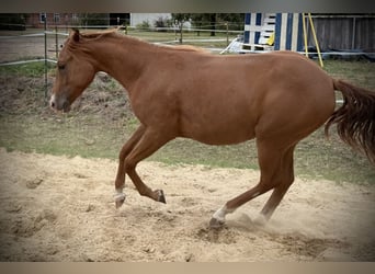 American Quarter Horse, Mare, 2 years, 14,2 hh