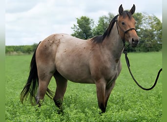 American Quarter Horse, Mare, 2 years, 14,2 hh, Roan-Bay
