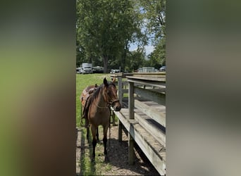 American Quarter Horse, Mare, 2 years, 14,2 hh, Roan-Bay
