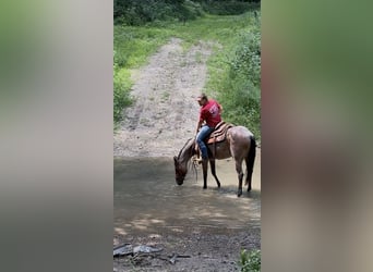 American Quarter Horse, Mare, 2 years, 14,2 hh, Roan-Bay