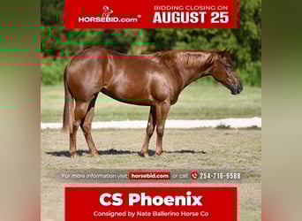 American Quarter Horse, Mare, 2 years, 14,2 hh, Sorrel