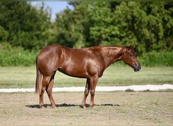 American Quarter Horse, Mare, 2 years, 14,2 hh, Sorrel