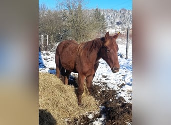 American Quarter Horse, Mare, 2 years, 14,3 hh, Brown