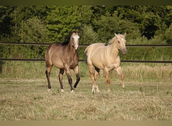 American Quarter Horse, Mare, 2 years, 14,3 hh, Buckskin