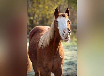 American Quarter Horse, Mare, 2 years, 14,3 hh, Chestnut-Red