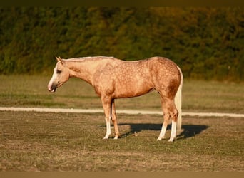 American Quarter Horse, Mare, 2 years, 14,3 hh, Palomino