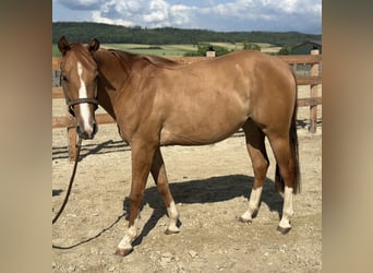 American Quarter Horse, Mare, 2 years, 14,3 hh, Red Dun