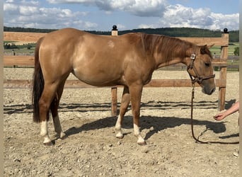 American Quarter Horse, Mare, 2 years, 14,3 hh, Red Dun