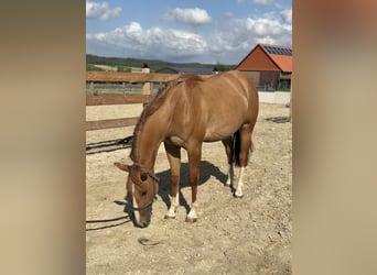 American Quarter Horse, Mare, 2 years, 14,3 hh, Red Dun
