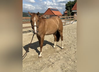 American Quarter Horse, Mare, 2 years, 14,3 hh, Red Dun