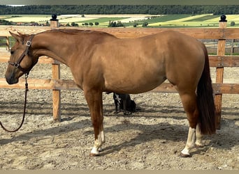 American Quarter Horse, Mare, 2 years, 14,3 hh, Red Dun