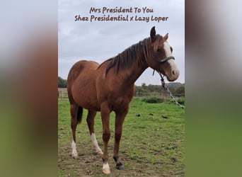 American Quarter Horse, Mare, 2 years, 15.1 hh, Brown