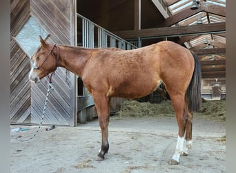 American Quarter Horse, Mare, 2 years, 15.1 hh, Brown