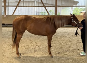 American Quarter Horse, Mare, 2 years, 15.1 hh, Chestnut-Red