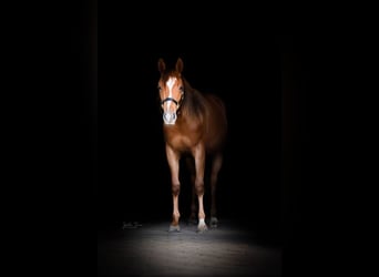 American Quarter Horse, Mare, 2 years, 15.1 hh, Chestnut
