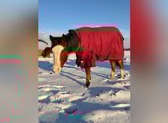 American Quarter Horse, Mare, 2 years, 15.1 hh, Roan-Red