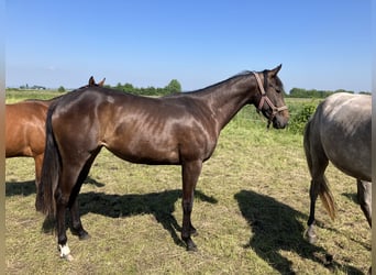 American Quarter Horse, Mare, 2 years, 15.2 hh, Bay-Dark