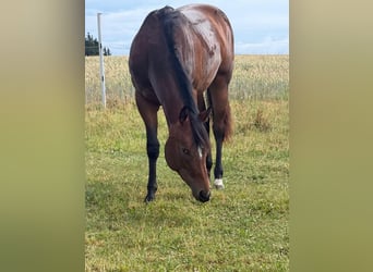 American Quarter Horse, Mare, 2 years, 15.2 hh, Brown