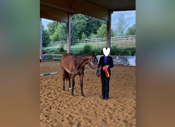 American Quarter Horse, Mare, 2 years, 15.2 hh, Brown