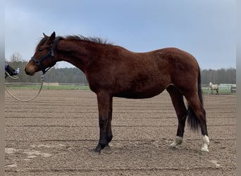 American Quarter Horse, Mare, 2 years, 15.2 hh, Brown